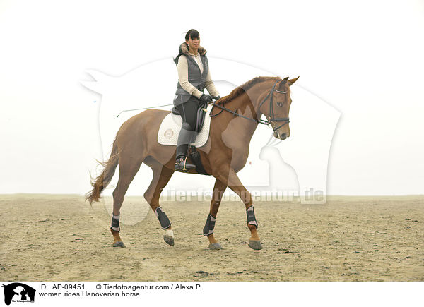 Frau reitet Hannoveraner / woman rides Hanoverian horse / AP-09451