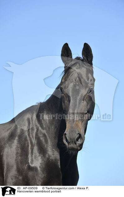 Hannoveraner Portrait / Hanoverian warmblood portrait / AP-09509