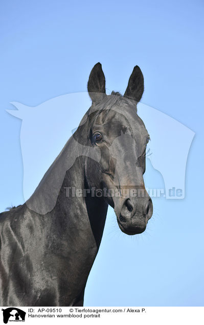 Hannoveraner Portrait / Hanoverian warmblood portrait / AP-09510