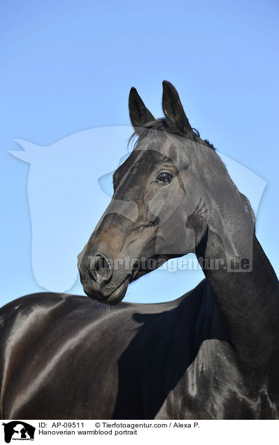 Hannoveraner Portrait / Hanoverian warmblood portrait / AP-09511