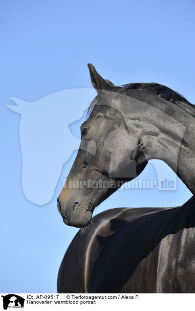 Hannoveraner Portrait / Hanoverian warmblood portrait / AP-09517