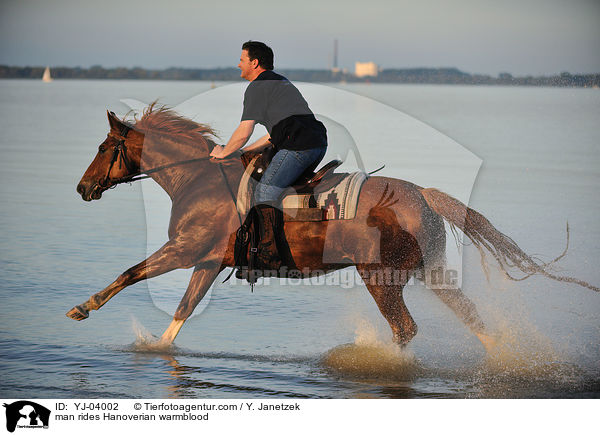 Mann reitet Hannoveraner / man rides Hanoverian warmblood / YJ-04002