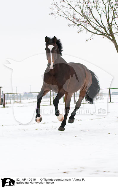 galoppierender Hannoveraner / galloping Hanoverian horse / AP-10616