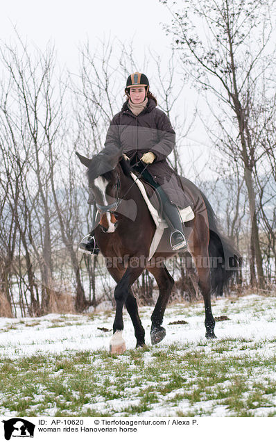 Frau reitet Hannoveraner / woman rides Hanoverian horse / AP-10620