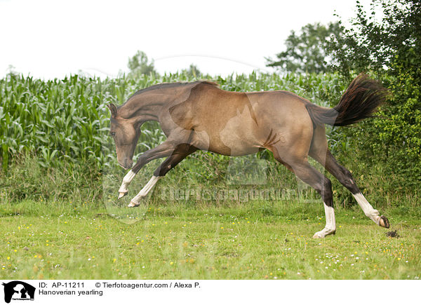 Hannoveraner Jhrling / Hanoverian yearling / AP-11211