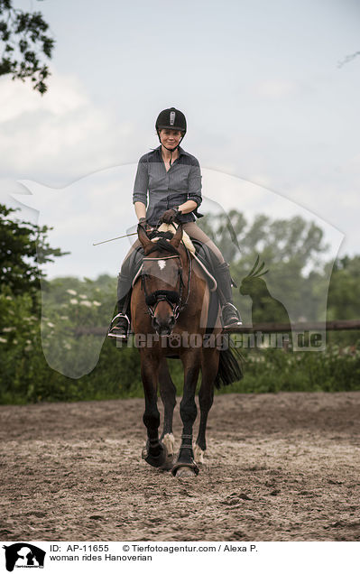 Frau reitet Hannoveraner / woman rides Hanoverian / AP-11655