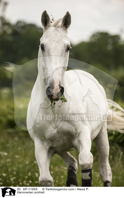 Hanoverian portrait / AP-11665