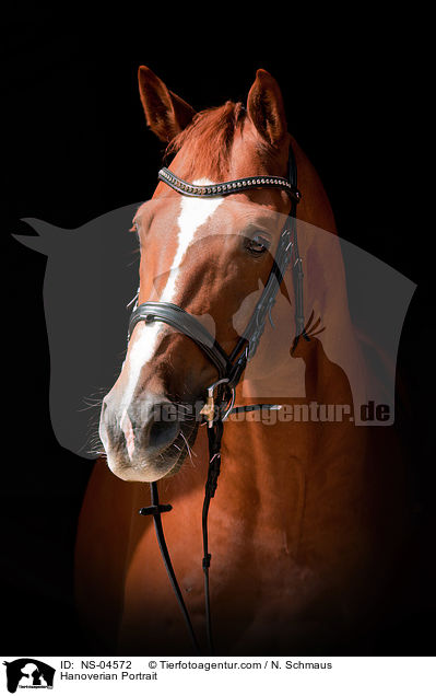 Hannoveraner Portrait / Hanoverian Portrait / NS-04572