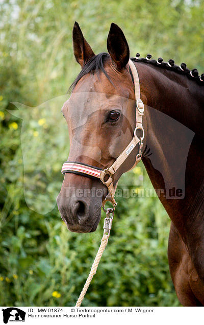 Hannoveraner Portrait / Hannoveraner Horse Portrait / MW-01874