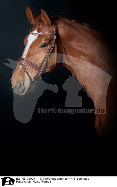 Hannoveraner Portrait / Hanoverian Horse Portrait / NS-05027