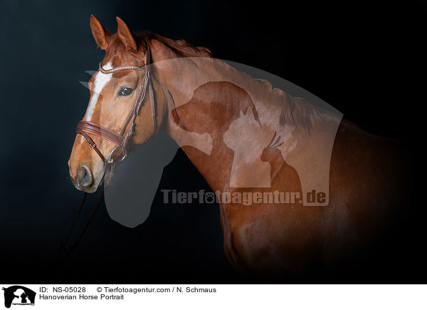 Hannoveraner Portrait / Hanoverian Horse Portrait / NS-05028