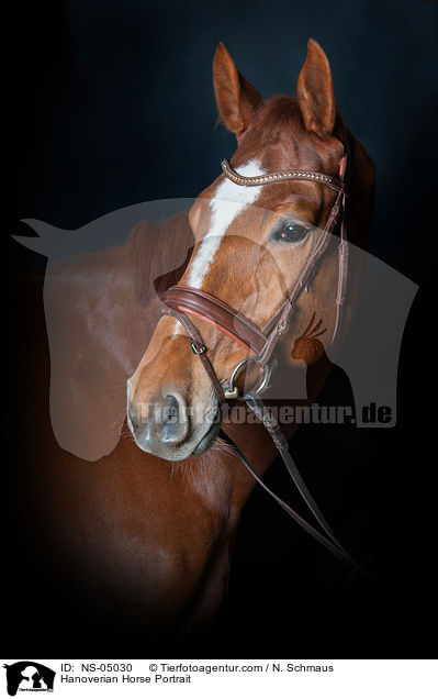 Hannoveraner Portrait / Hanoverian Horse Portrait / NS-05030