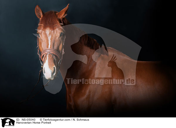 Hannoveraner Portrait / Hanoverian Horse Portrait / NS-05040