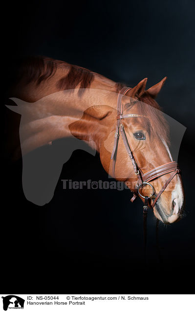 Hannoveraner Portrait / Hanoverian Horse Portrait / NS-05044