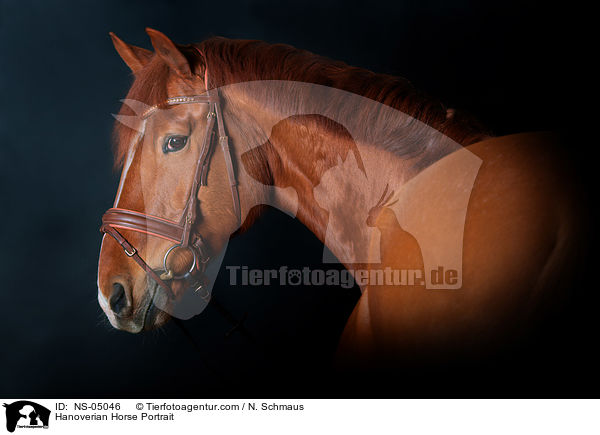 Hannoveraner Portrait / Hanoverian Horse Portrait / NS-05046