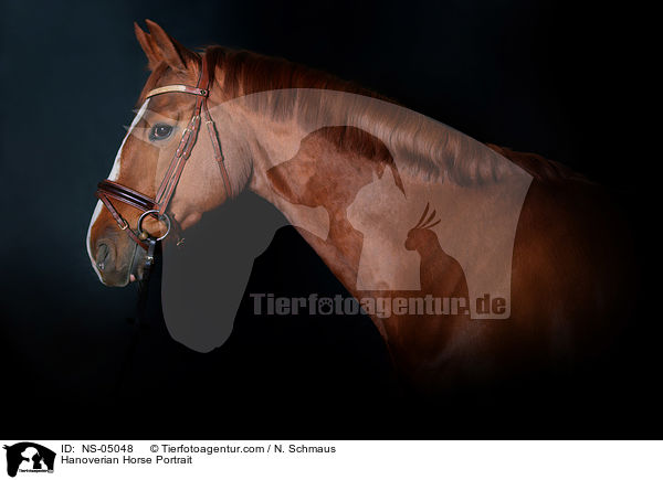 Hannoveraner Portrait / Hanoverian Horse Portrait / NS-05048