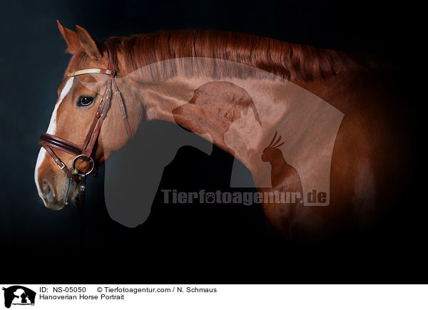 Hannoveraner Portrait / Hanoverian Horse Portrait / NS-05050