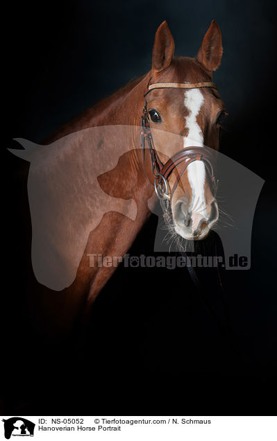 Hannoveraner Portrait / Hanoverian Horse Portrait / NS-05052