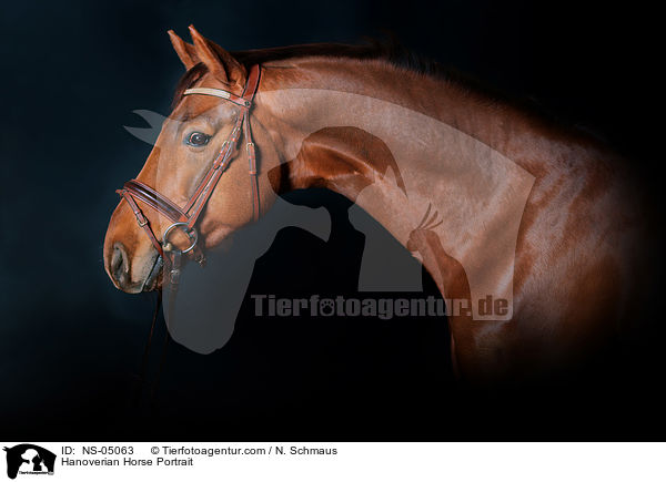 Hannoveraner Portrait / Hanoverian Horse Portrait / NS-05063