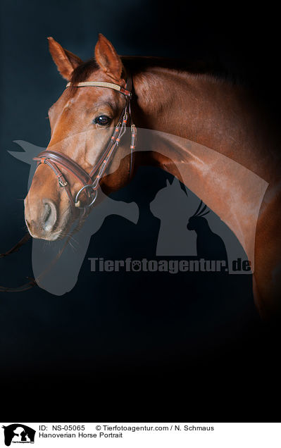 Hannoveraner Portrait / Hanoverian Horse Portrait / NS-05065