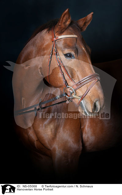 Hannoveraner Portrait / Hanoverian Horse Portrait / NS-05068