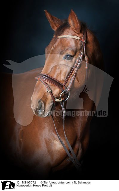 Hannoveraner Portrait / Hanoverian Horse Portrait / NS-05072