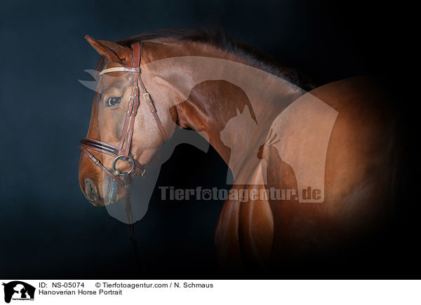 Hannoveraner Portrait / Hanoverian Horse Portrait / NS-05074