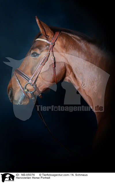 Hannoveraner Portrait / Hanoverian Horse Portrait / NS-05076