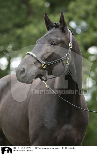 Hannoveraner / Hanoverian Horse / EHO-01429