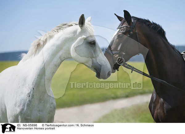 Hanoverian Horses portrait / NS-05896