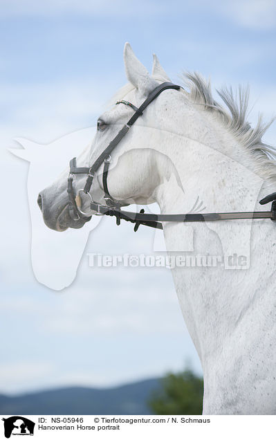 Hannoveraner Portrait / Hanoverian Horse portrait / NS-05946