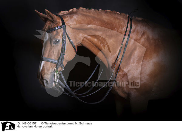 Hannoveraner Portrait / Hanoverian Horse portrait / NS-06157