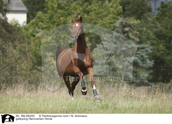 galoppierender Hannoveraner / galloping Hanoverian Horse / NS-06200