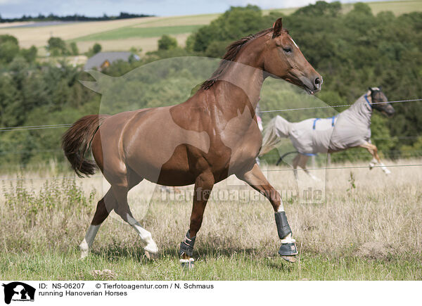 rennende Hannoveraner / running Hanoverian Horses / NS-06207