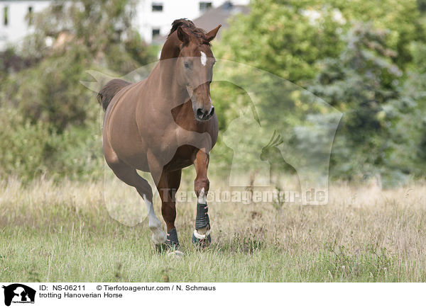 trabender Hannoveraner / trotting Hanoverian Horse / NS-06211