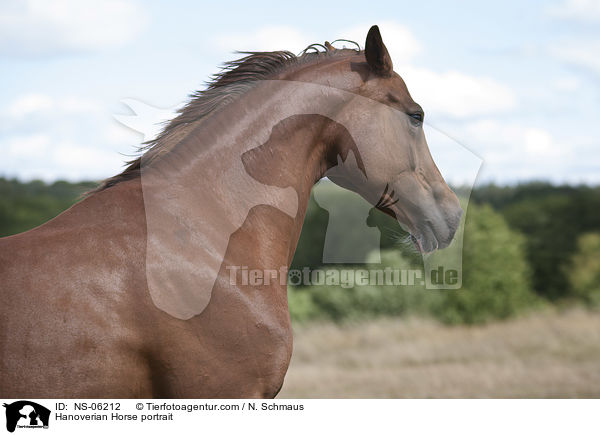 Hannoveraner Portrait / Hanoverian Horse portrait / NS-06212