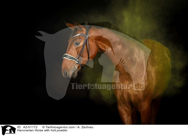 Hannoveraner mit Holi Pulver / Hanoverian Horse with holi powder / AZ-01172