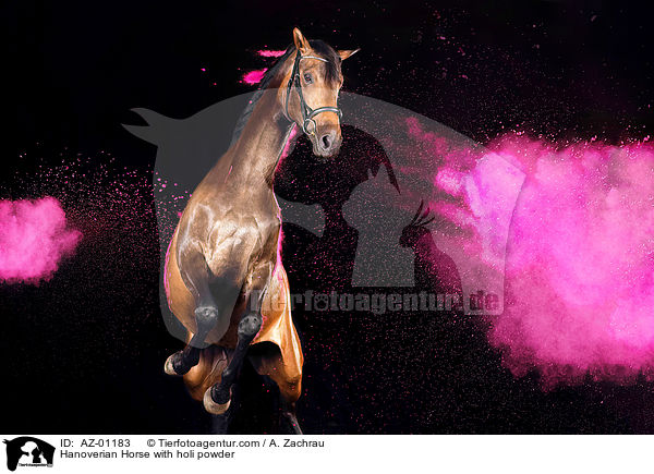 Hannoveraner mit Holi Pulver / Hanoverian Horse with holi powder / AZ-01183