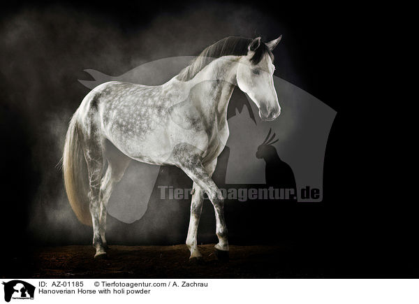 Hannoveraner mit Holi Pulver / Hanoverian Horse with holi powder / AZ-01185