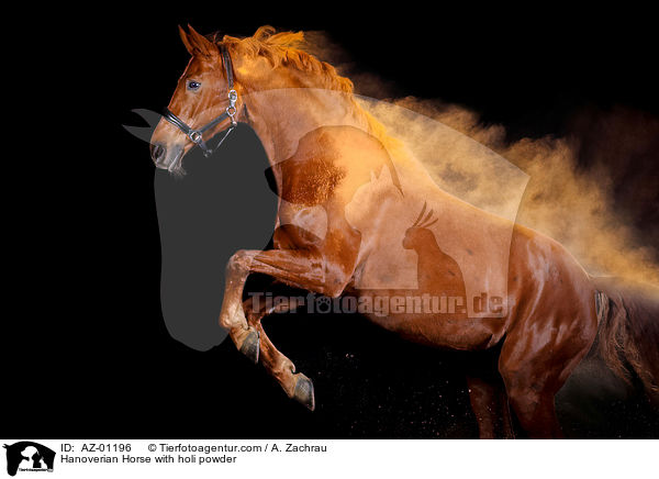 Hannoveraner mit Holi Pulver / Hanoverian Horse with holi powder / AZ-01196