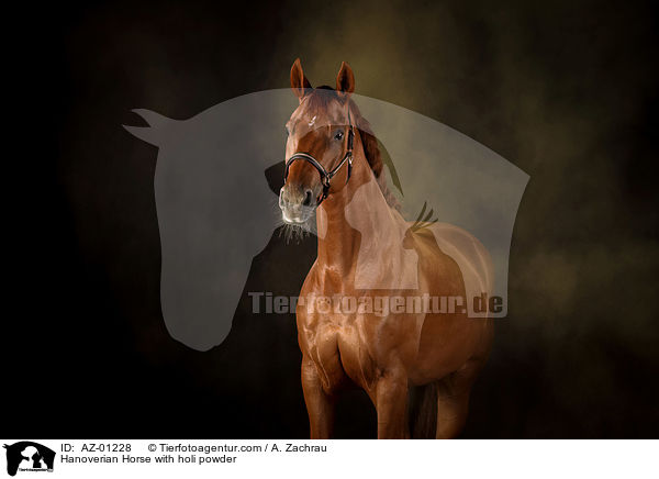 Hannoveraner mit Holi Pulver / Hanoverian Horse with holi powder / AZ-01228