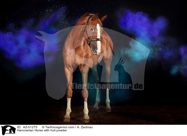 Hannoveraner mit Holi Pulver / Hanoverian Horse with holi powder / AZ-01275