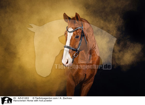 Hannoveraner mit Holi Pulver / Hanoverian Horse with holi powder / AZ-01283