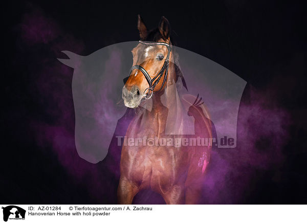 Hannoveraner mit Holi Pulver / Hanoverian Horse with holi powder / AZ-01284