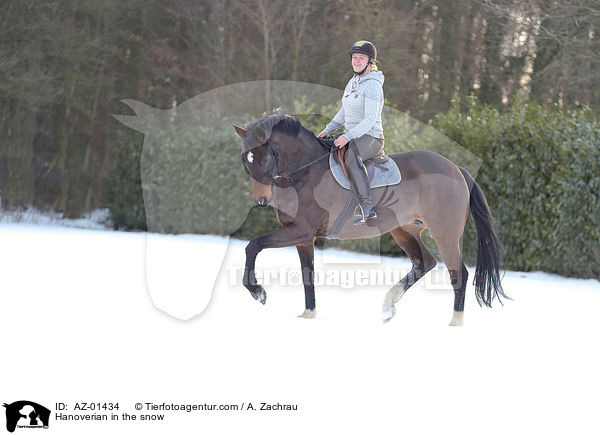 Hanoverian in the snow / AZ-01434