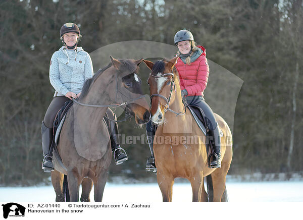 Hannoveraner im Schnee / Hanoverian in the snow / AZ-01440