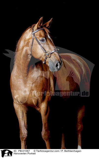 Hannoveraner Portrait / Hanoverian Portrait / PB-01067