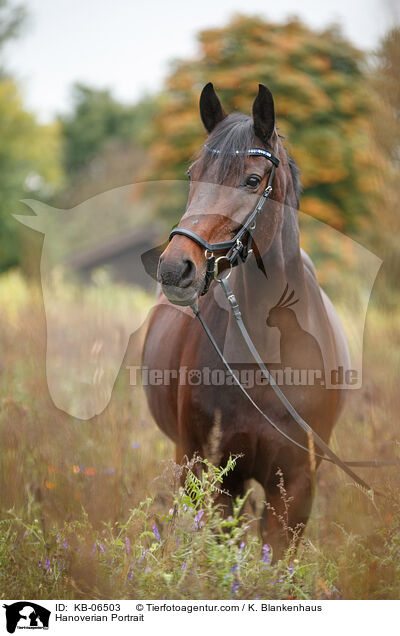 Hannoveraner Portrait / Hanoverian Portrait / KB-06503