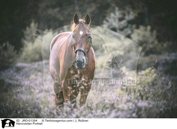 Hannoveraner Portrait / Hanoverian Portrait / JRO-01394