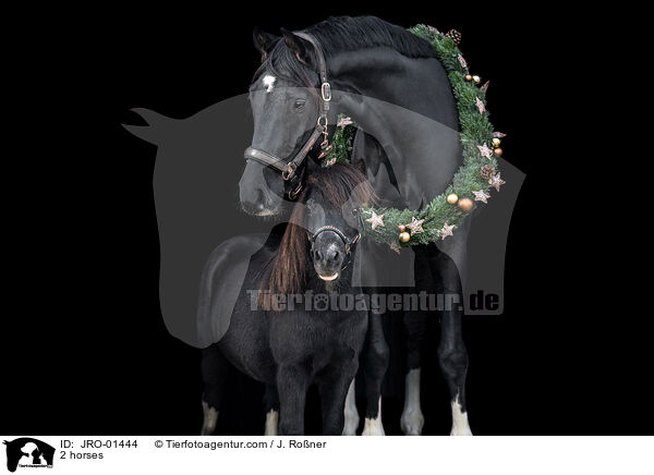 2 Pferde / 2 horses / JRO-01444